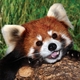 Redpanda1