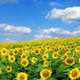 Girasoles