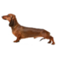 Weiner