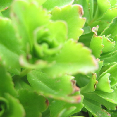 Timeline: Creation of Rachaeltopia