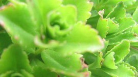 Timeline: Creation of Rachaeltopia