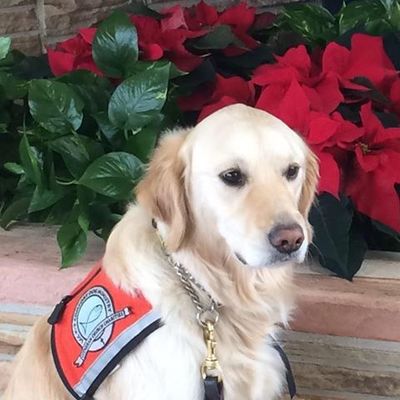 Timeline: Zoey the Comfort Dog