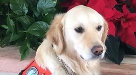 Timeline: Zoey the Comfort Dog