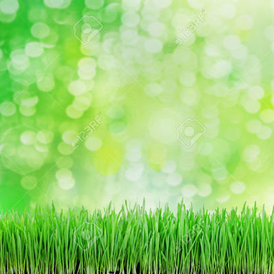 Timeline: LA PLANTA DE FRIJOL