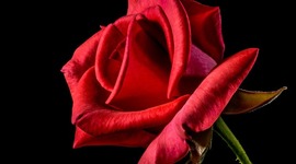 Timeline: ROSE FOR EMILY