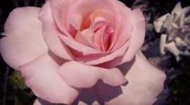 Timeline: Fine Art 1950-Present