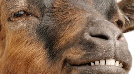 Timeline: WWII Timeline