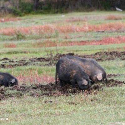 Timeline: Trace's Timeline