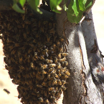 Timeline: killer bees