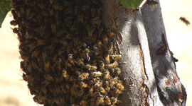 Timeline: killer bees