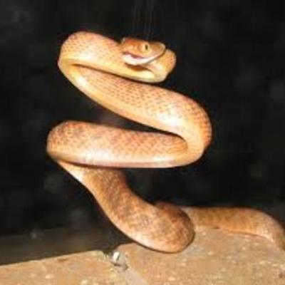 Timeline: Brown Tree Snake- Reese Tietjens