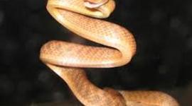 Timeline: Brown Tree Snake- Reese Tietjens