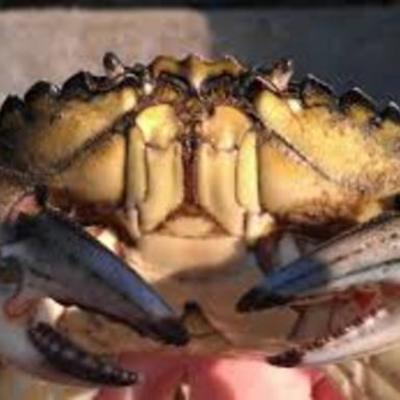 Timeline: European Green Crab - Michael Villamil