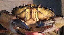 Timeline: European Green Crab - Michael Villamil