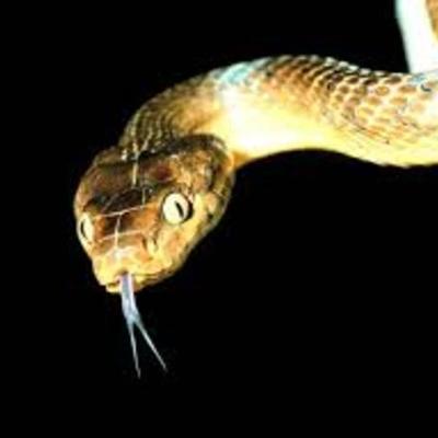 Timeline: Brown Tree Snake - Ashlynn Lowe