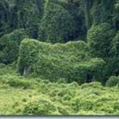 Timeline: Kudzu- Ms.Adams