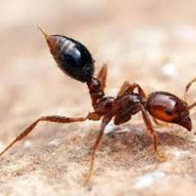 Timeline: red imported fire ant