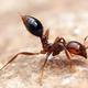 Red imported fire ant cover picture
