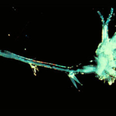 Timeline: The All Mighty Spiny Water Flea - Payton Scott