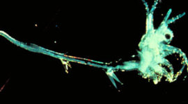 Timeline: The All Mighty Spiny Water Flea - Payton Scott