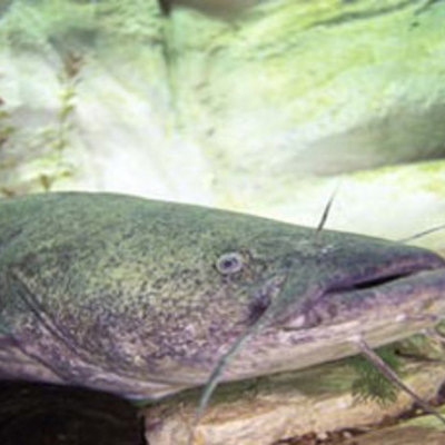 Timeline: flathead catfish