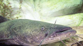 Timeline: flathead catfish