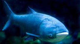 Timeline: bigheadcarp-lane leviness