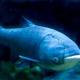 Blue bighead carp