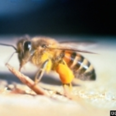 Timeline: african sized honey bee- Brianna Post