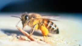 Timeline: african sized honey bee- Brianna Post