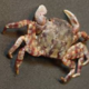 Asian shore crab