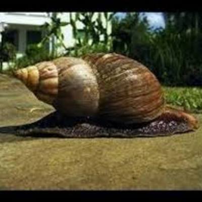 Timeline: giant African snail breana chauvin