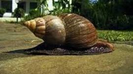 Timeline: giant African snail breana chauvin