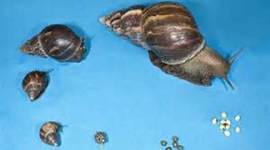 Timeline: The Snail Takes Over