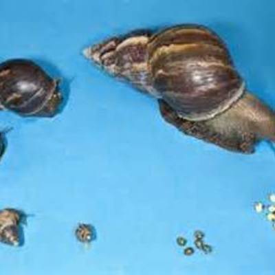 Timeline: Giant African Snail