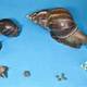 Cover pic. of snail