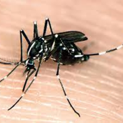 Timeline: The Asian Tiger Mosquito Attack- Cheyan Foote