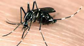 Timeline: The Asian Tiger Mosquito Attack- Cheyan Foote