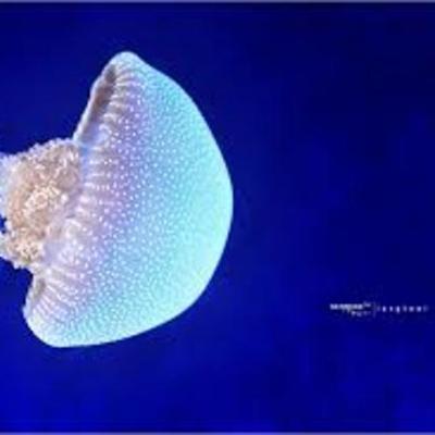 Timeline: White Spotted Jellyfish-Cambrie Pratt