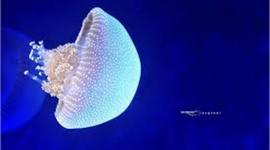 Timeline: White Spotted Jellyfish-Cambrie Pratt