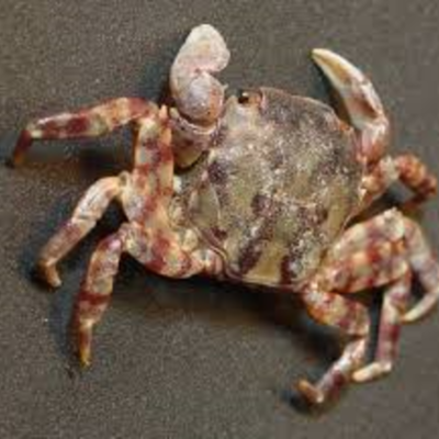 Timeline: Asian shore crab