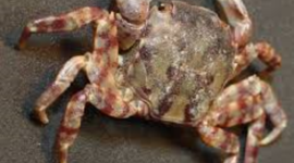 Timeline: Asian shore crab