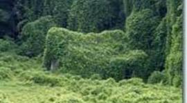 Timeline: Kudzu- Ms.Adams