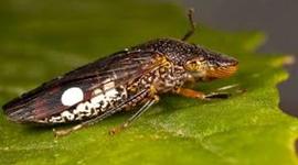 Timeline: glassy winged sharpshooter, Brayden m. price