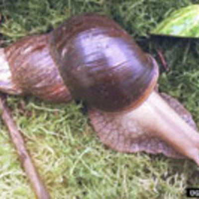Timeline: Giant African nail Snail-Jamey Flores