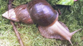 Timeline: Giant African nail Snail-Jamey Flores
