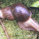 Giant african land snail