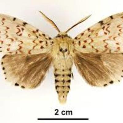 Timeline: Eueropen Gypsy Moth~ Ashley Callahan