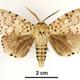 European gypsy moth