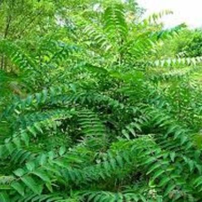 Timeline: tree of heaven/Haidyn Hasting